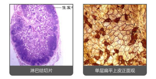 100PCS Mammals Pathology Microscope Prepared Slides Set Specimen