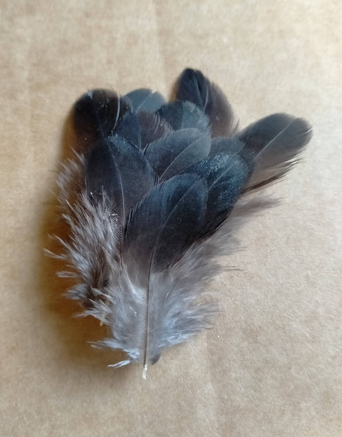 Fly tying / Native crafts / cards / art - Black Francolin black flank feathers