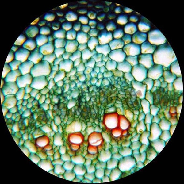 AmScope PS100D 100 Anatomy Botany Prepared Microscope Slides - Set D