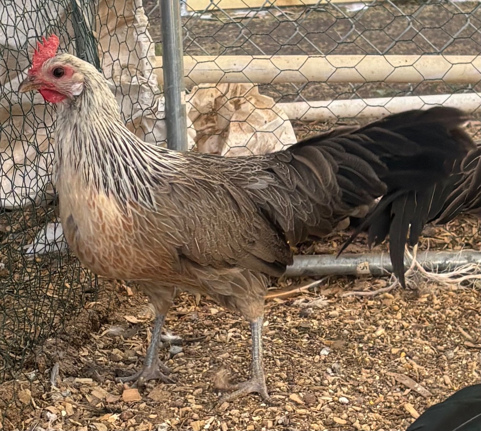 6+ Silver and Gold Phoenix Hatching Eggs
