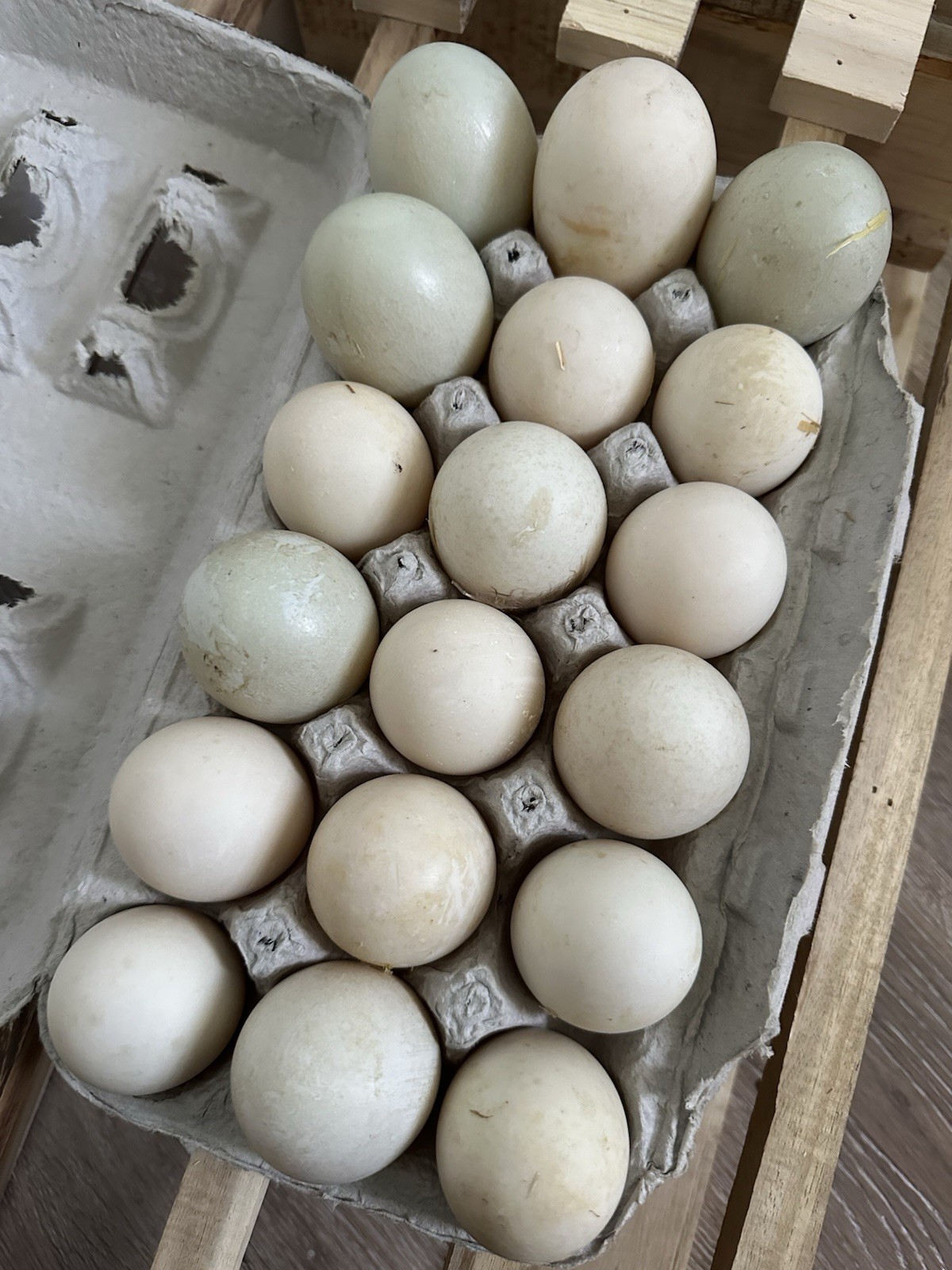6 DUCK EGGS - WILL SHIP SAME DAY THEY ARE LAID