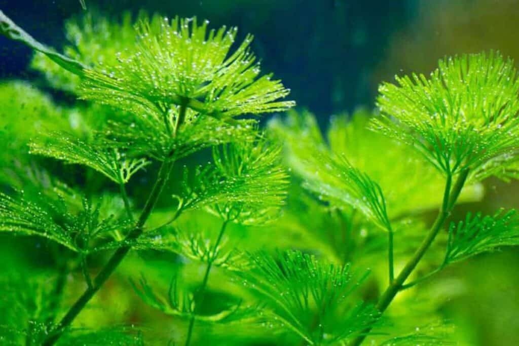 Green Cabomba Live Fish Tank Plants Aquarium Plants BUY 2 Get 1 FREE