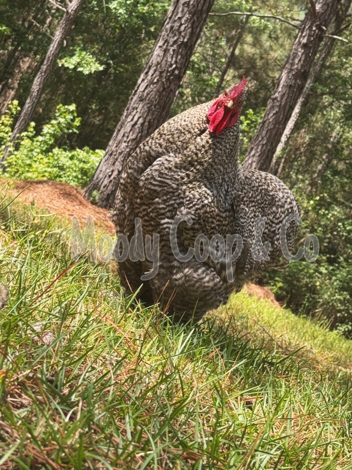 12+ Fertile Large Fowl Barred Cochin Hatching Eggs