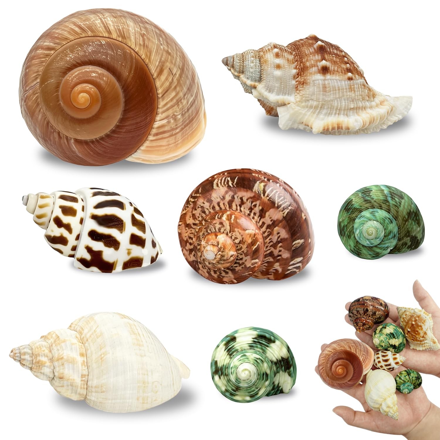 MOASIOP 7PCS Medium Large Hermit 7pcs and Shell Size 2" -2.8"