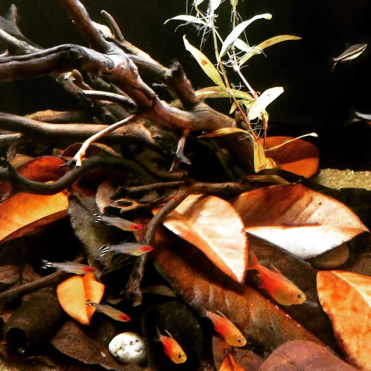 dried jackfruit leaves,