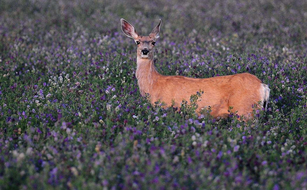 SeedRanch Alfalfa Seed - 5 Lbs. (Plants 8000 Sq.Ft Food Plot)