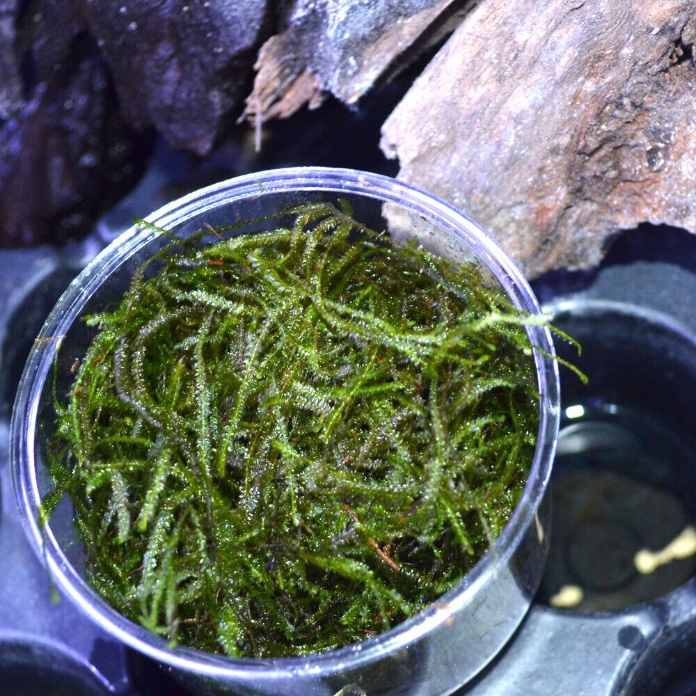 Buy 2 get 1 free Java Moss Live Aquarium Plant 2 OZ CUPsss FREESHIPPPPPR