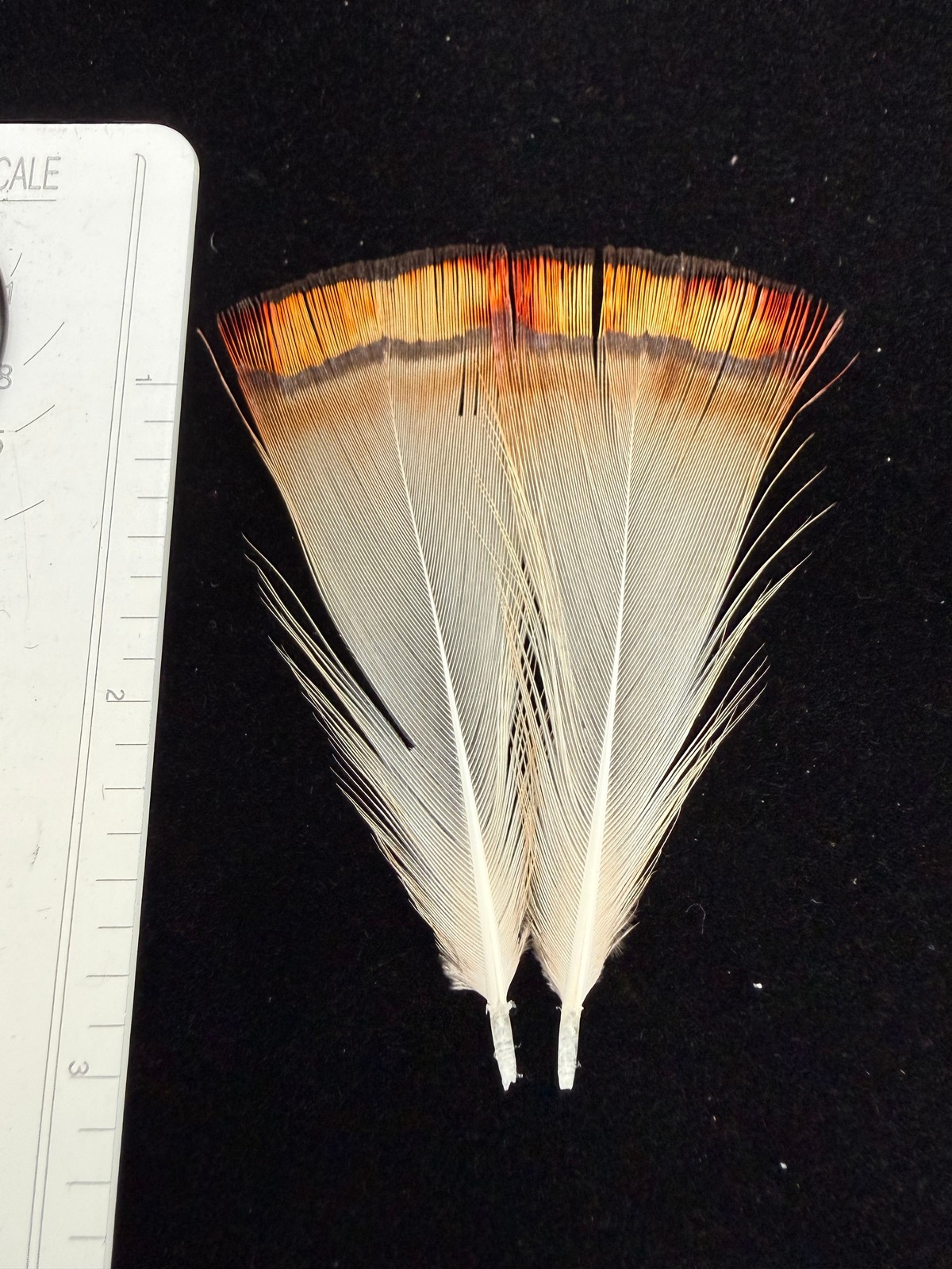 Splash Golden Pheasant Tippets RARE RARE