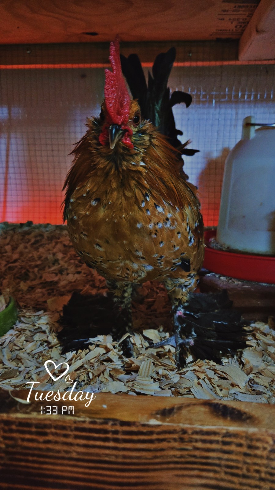 Belgian Bearded Mille Fleúr D'uccle Hatching Eggs (12+) NPIP Certified