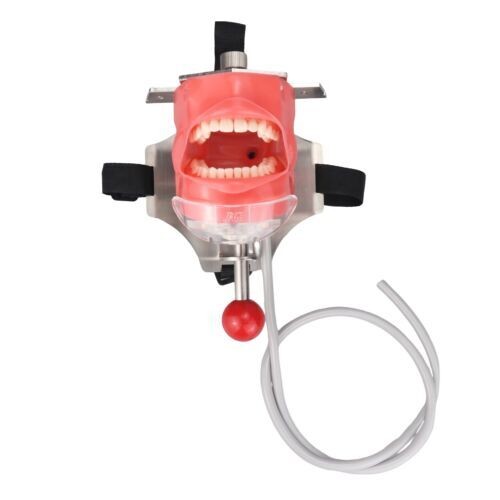 Dental Phantom Head Model Manikin Simulator Training Model 28pcs Removable Teeth