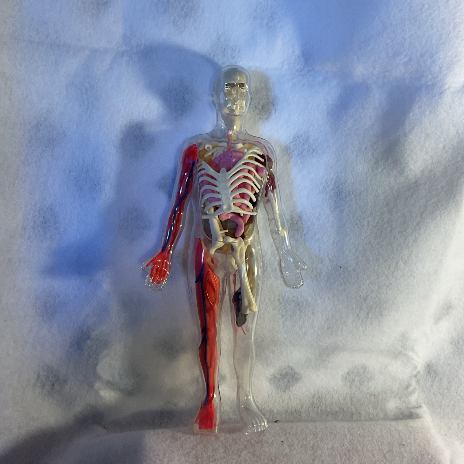 Miniature  Anatomical Model Of Human Body 12 Tall