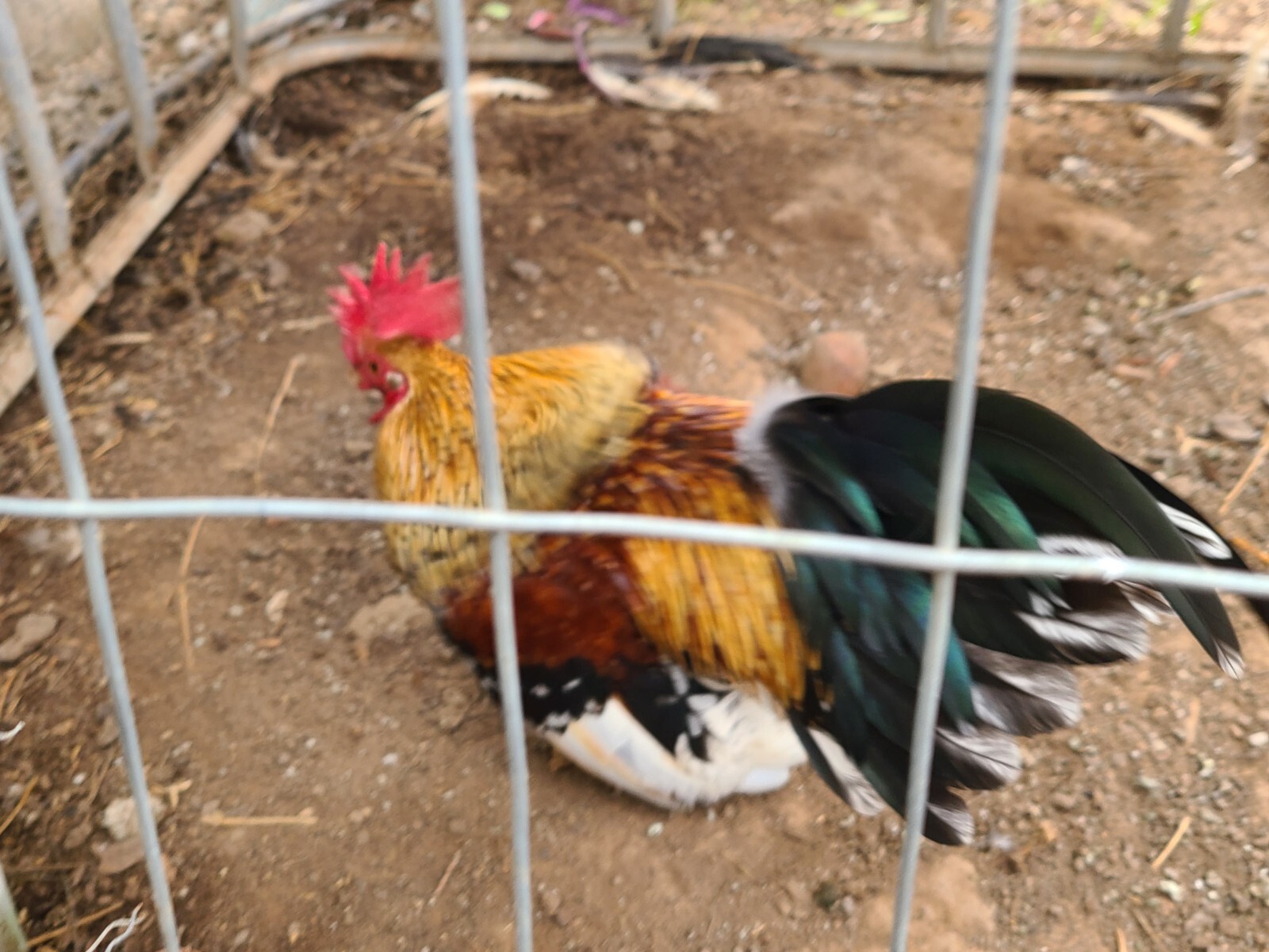 MINI SERAMA CHICKEN ALIVE