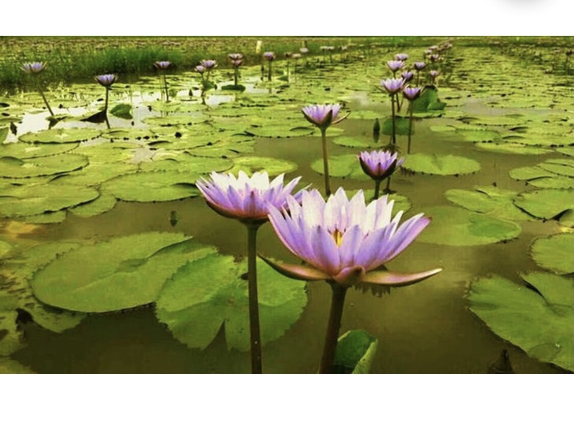Dried Blue Lotus Herbal tea - 100g - Nymphaea Caerulea- 100% all natural.