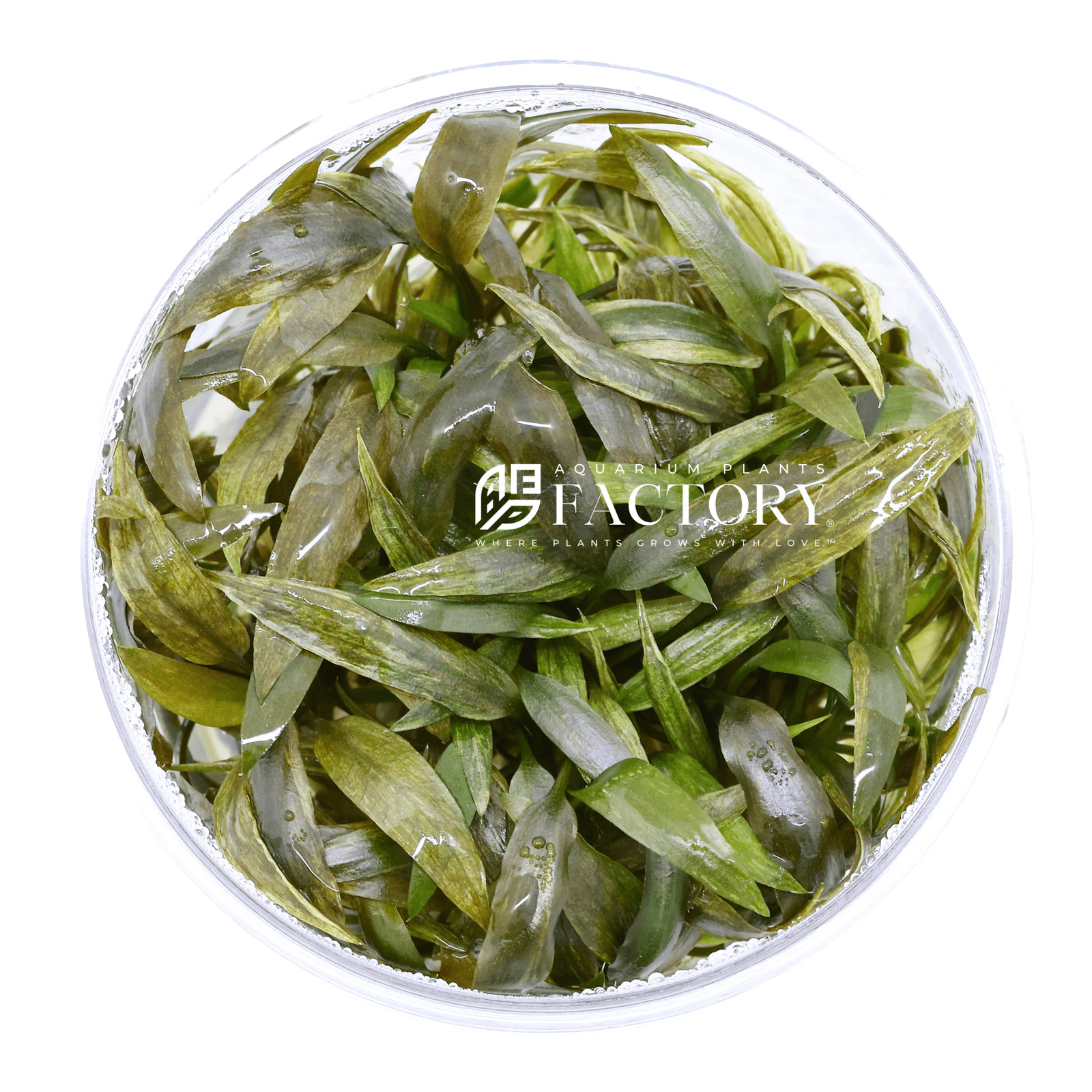 Cryptocoryne Beckettii Tissue Culture | Aquarium Plants Factory®