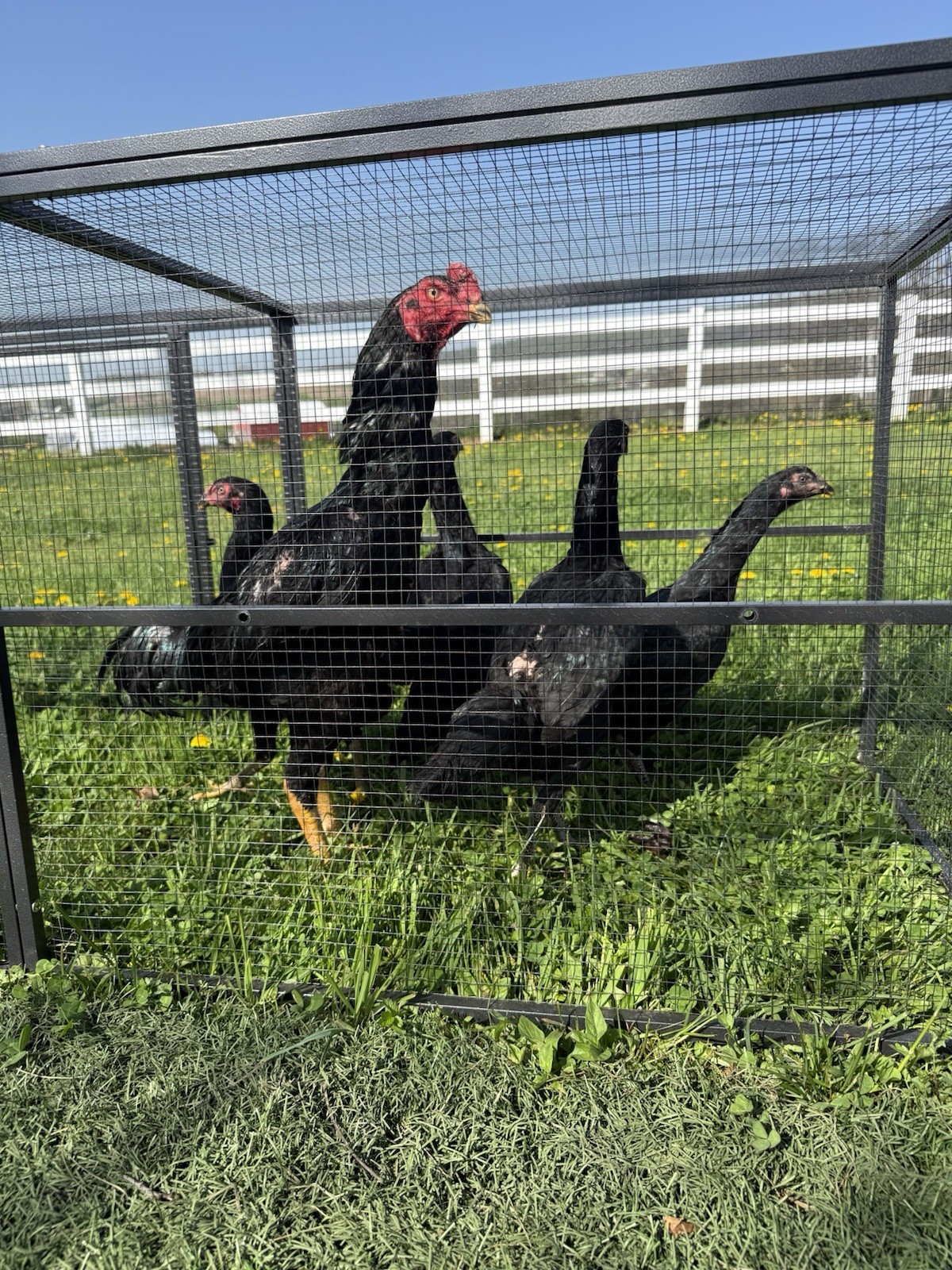 6 Chicken Hatching Eggs