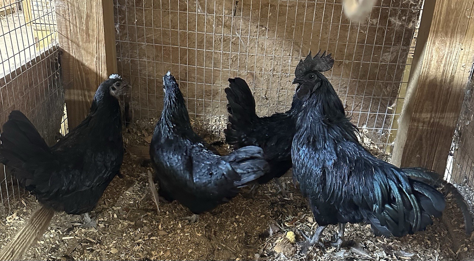3 Ayam Cemani Hatching Eggs (NPIP Certified)