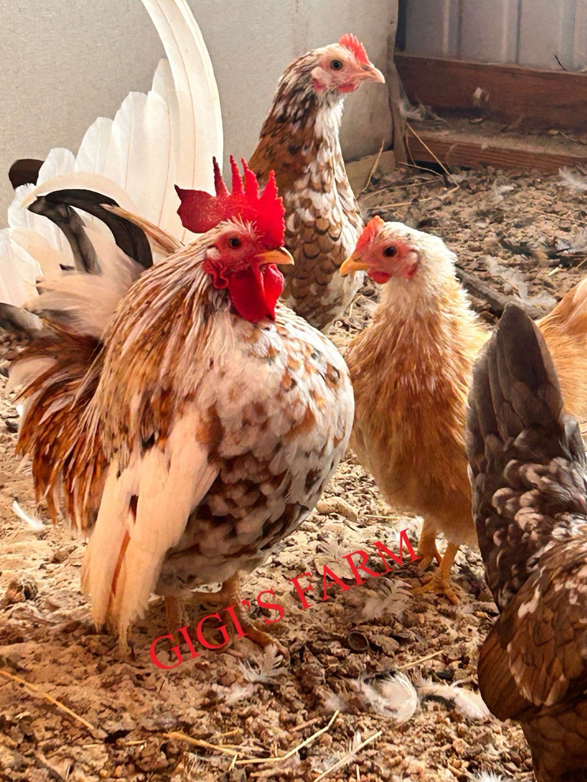 12 Beautiful Serama Hatching Eggs