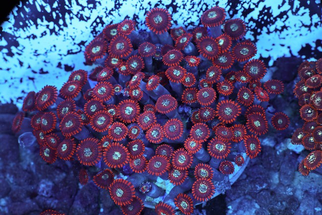 Red Zoanthid Colony WYSIWYG - SAQ Coral Farm
