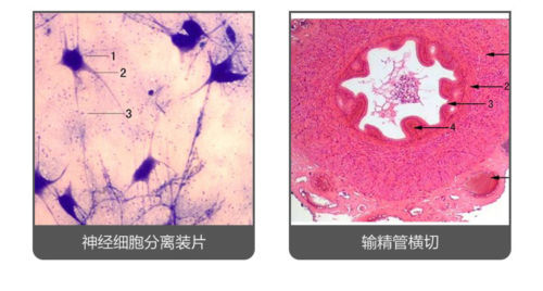 100PCS Mammals Pathology Microscope Prepared Slides Set Specimen