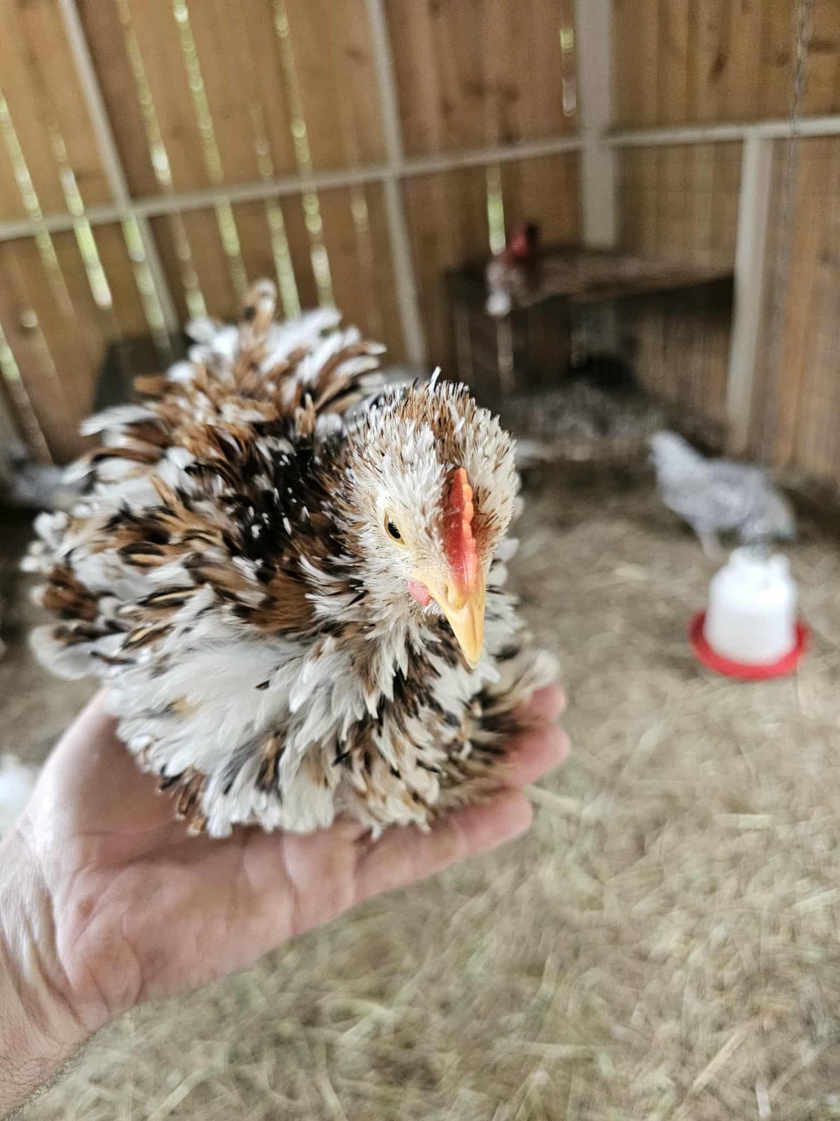 Mille Fleur Bantam Cochins Chance Of Frizzle  12 eggs