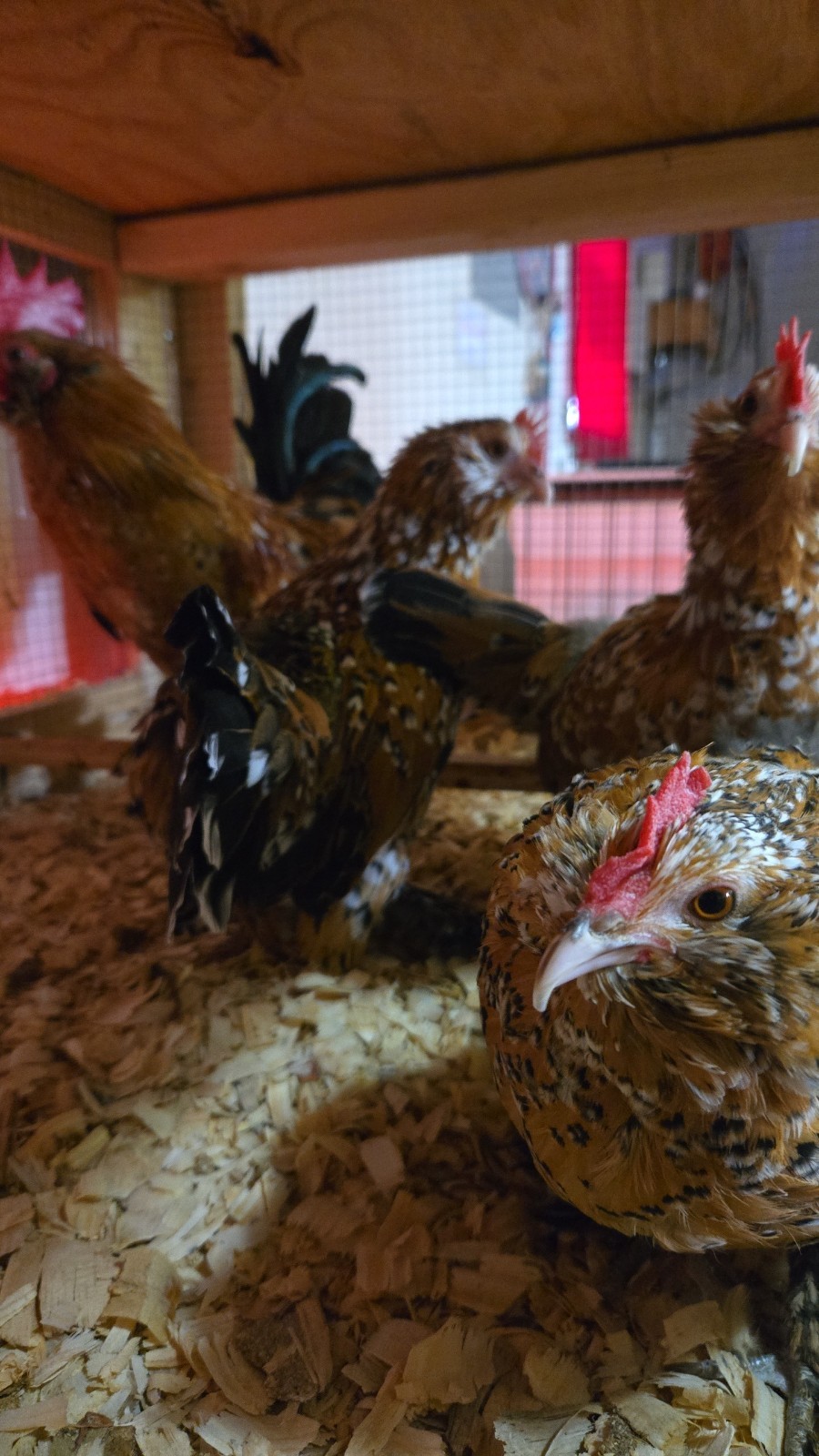 Belgian Bearded Mille Fleúr D'uccle Hatching Eggs (12+) NPIP Certified