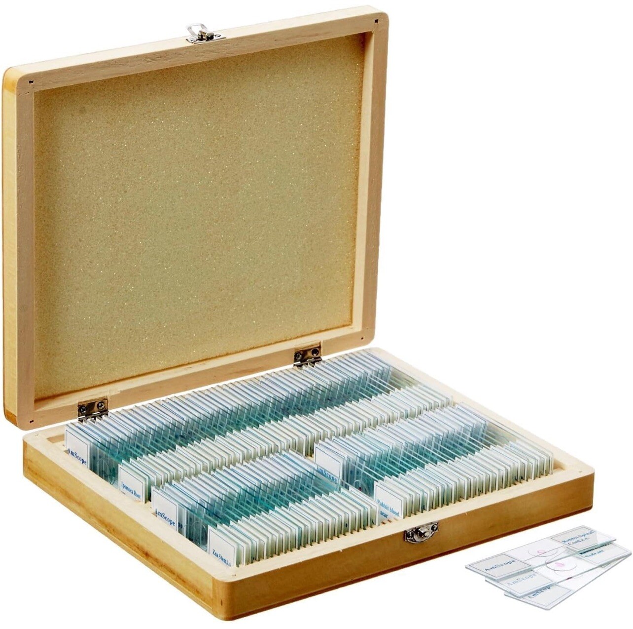 AmScope PS100A 100 Homeschool Biology Prepared Microscope Slides - Set A