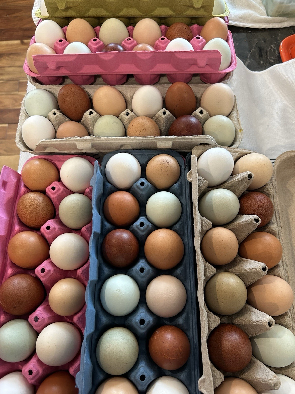 12+ Rainbow Backyard Mix Hatching Eggs
