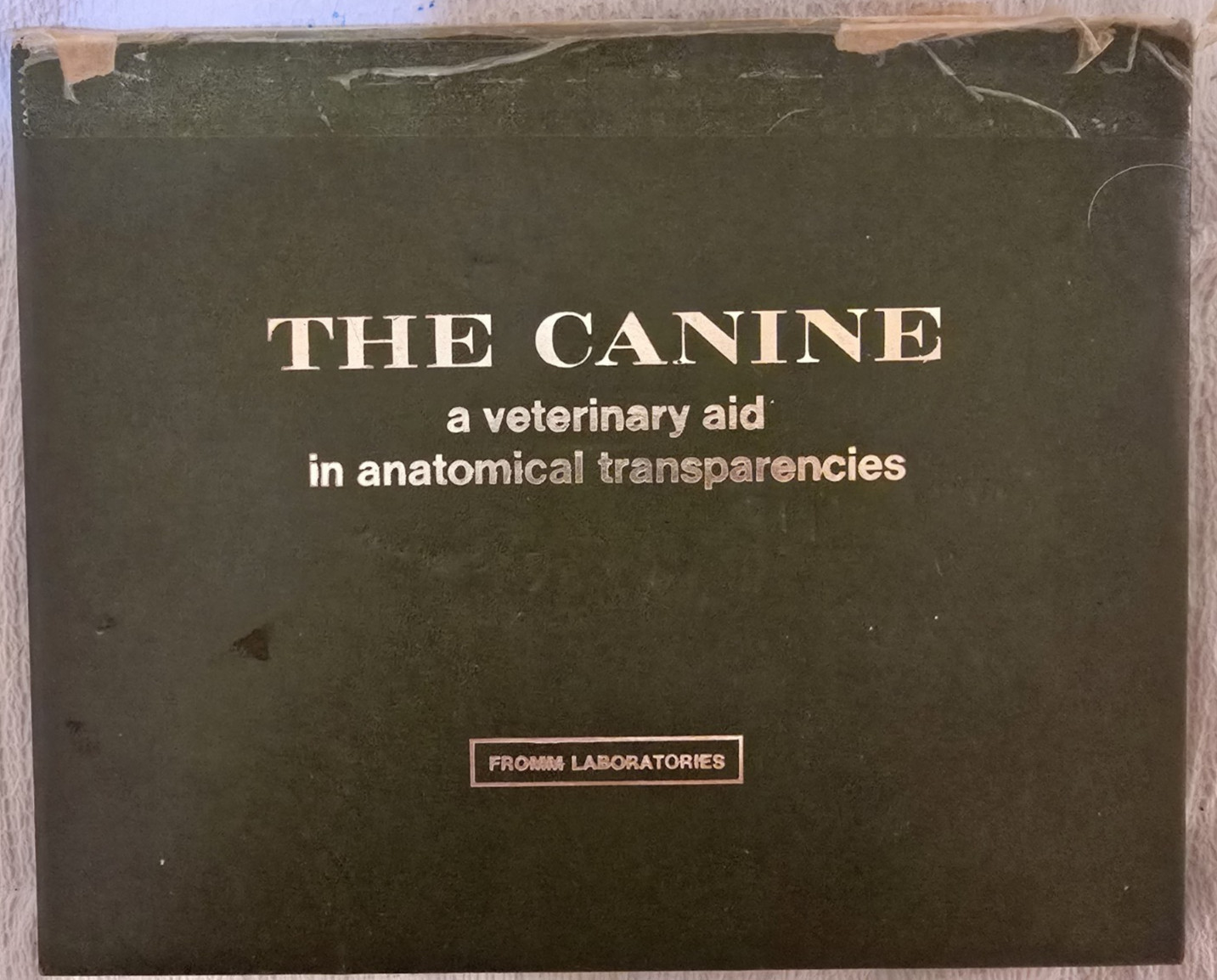 1967 Vintage Canine Transparent Aid Shows Muscles Skeleton,circulatory systems