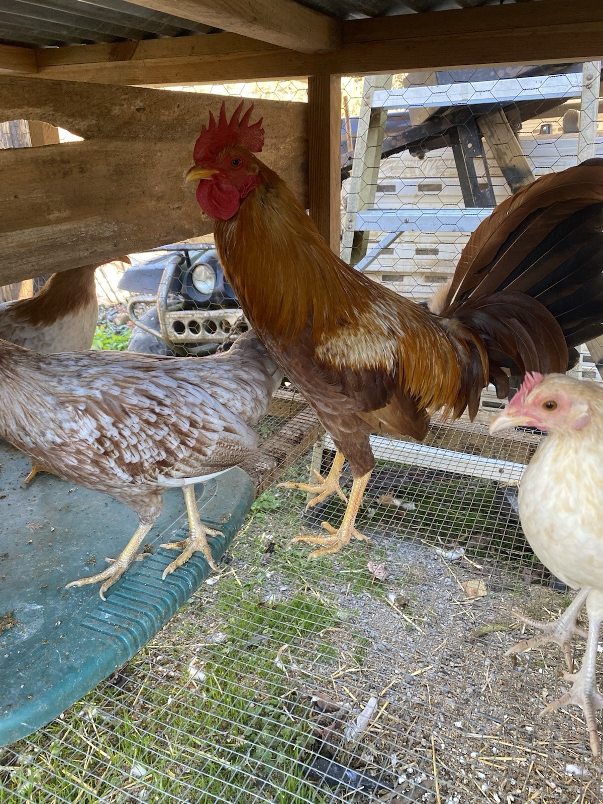 10+ Pure Pumpkin poultry hatching eggs