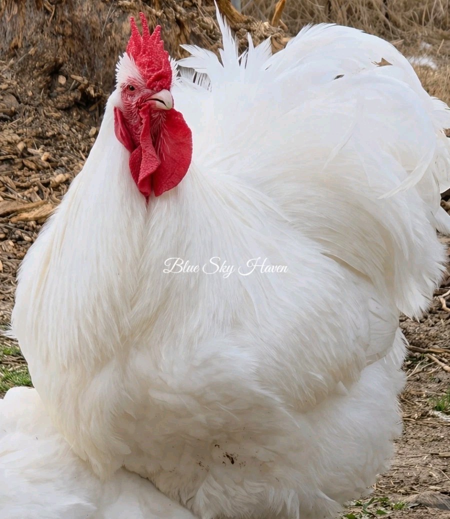 SOLD OUT-12 Rare WHITE English Orpington- Stunning Quality -Eggs