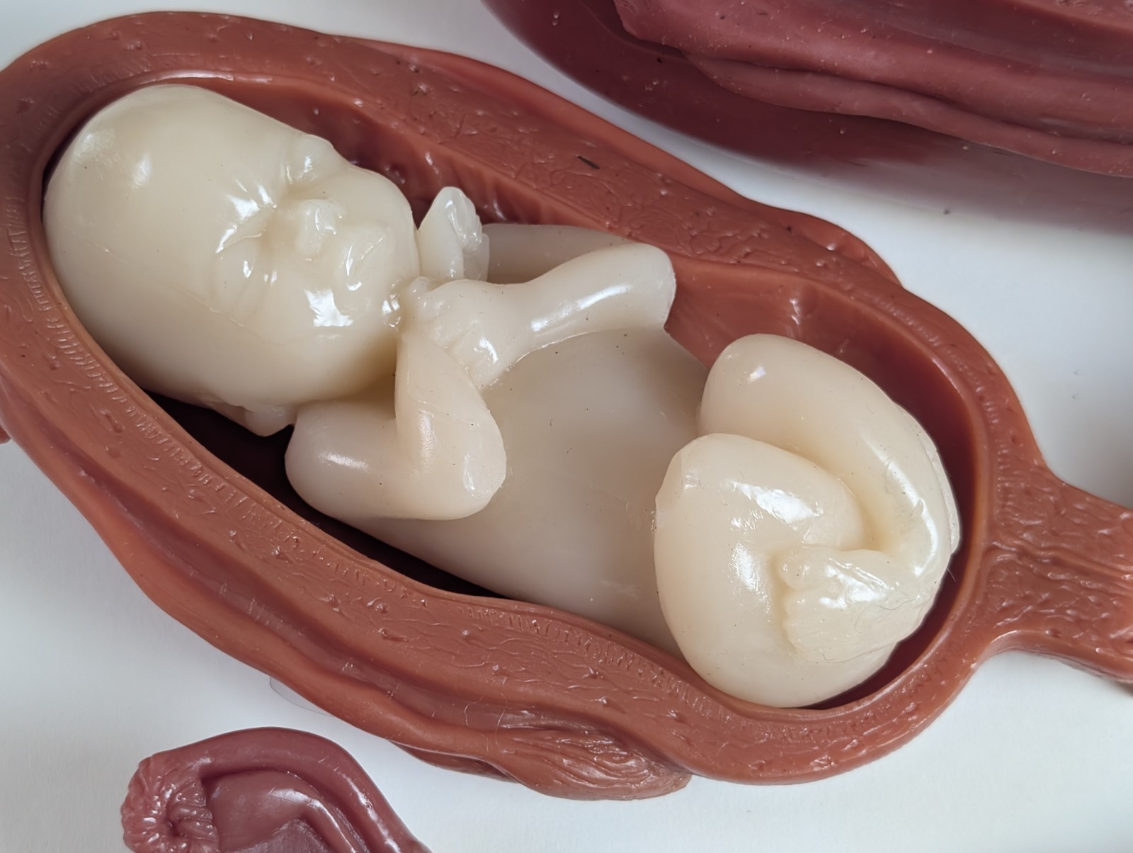 Educational Anatomical Human Baby Fetal Development Models Anatomically Accurate