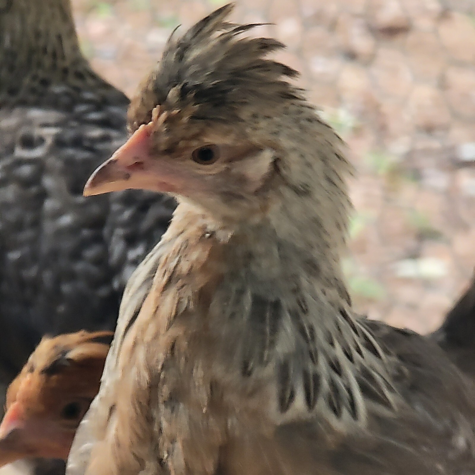 6 + Crest Cream Legbar Hatching Eggs