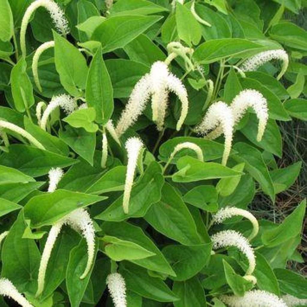 3 Live Lizard Tail Plants | Saururus cernuus ** FREE SHIPPING**