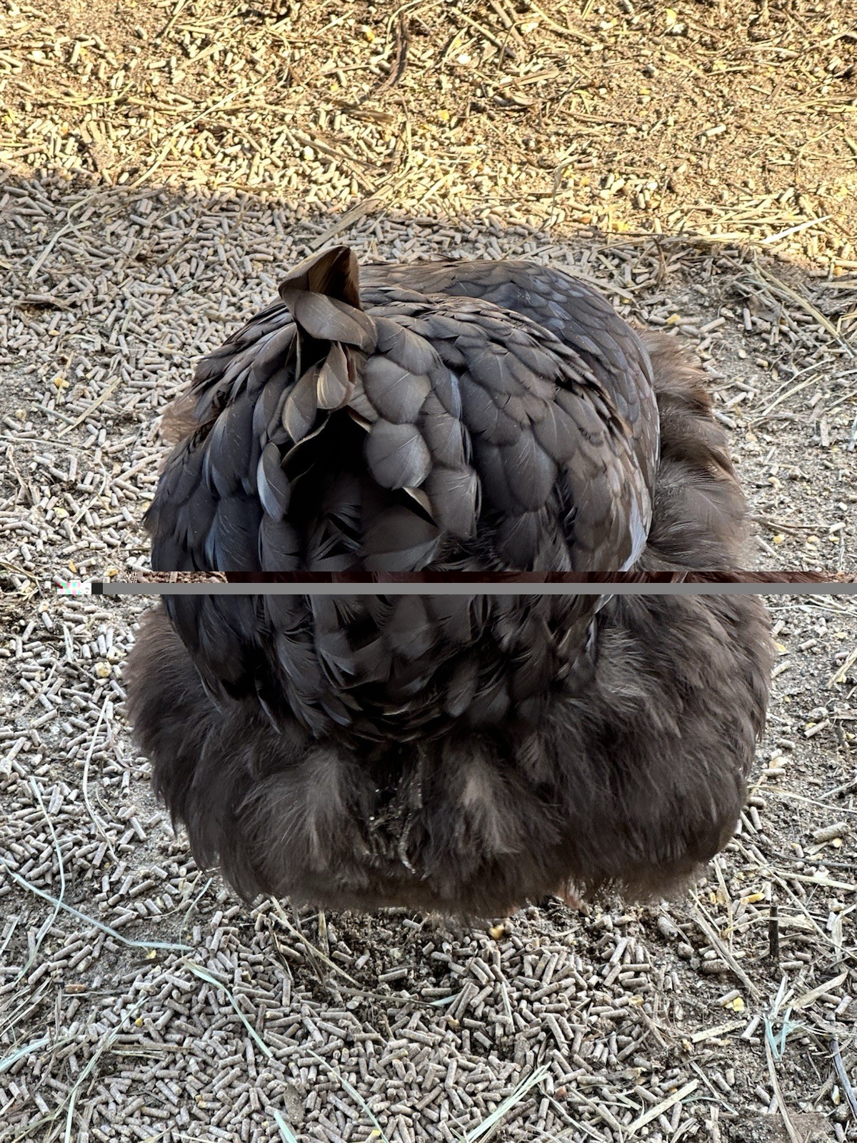 English Chocolate Orpington Hatching Eggs 12+