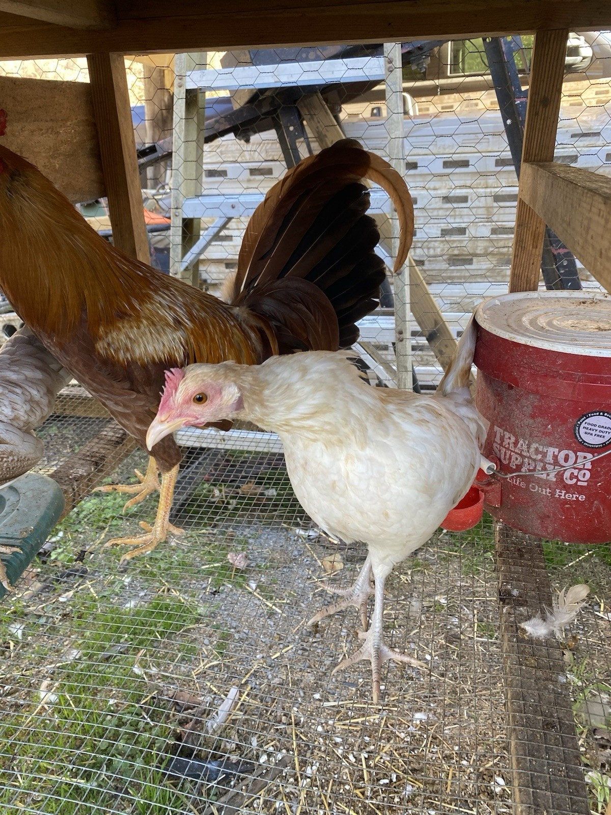 10+ Pure Pumpkin poultry hatching eggs