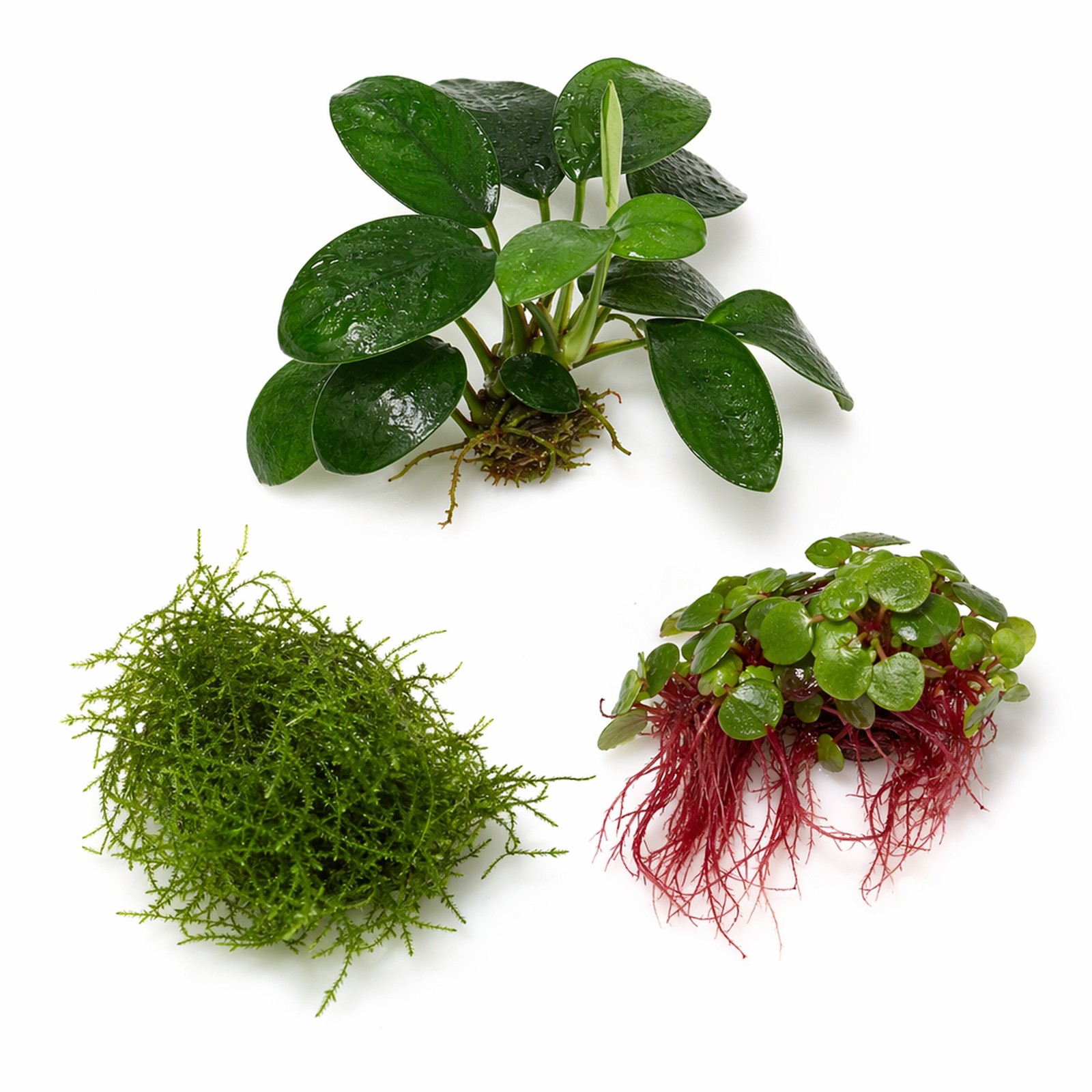 Live Shrimp Tank Plant Bundle Red Root Floater Java Moss Anubias Nana Kit