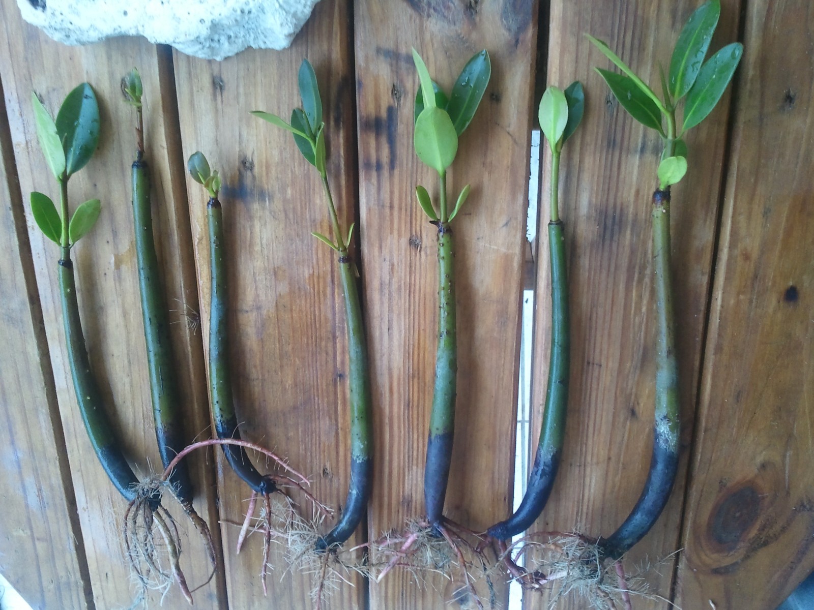 11 Mangroves Live Plants Aquarium Red Mangrove Saltwater Freshwater Seeds Tank