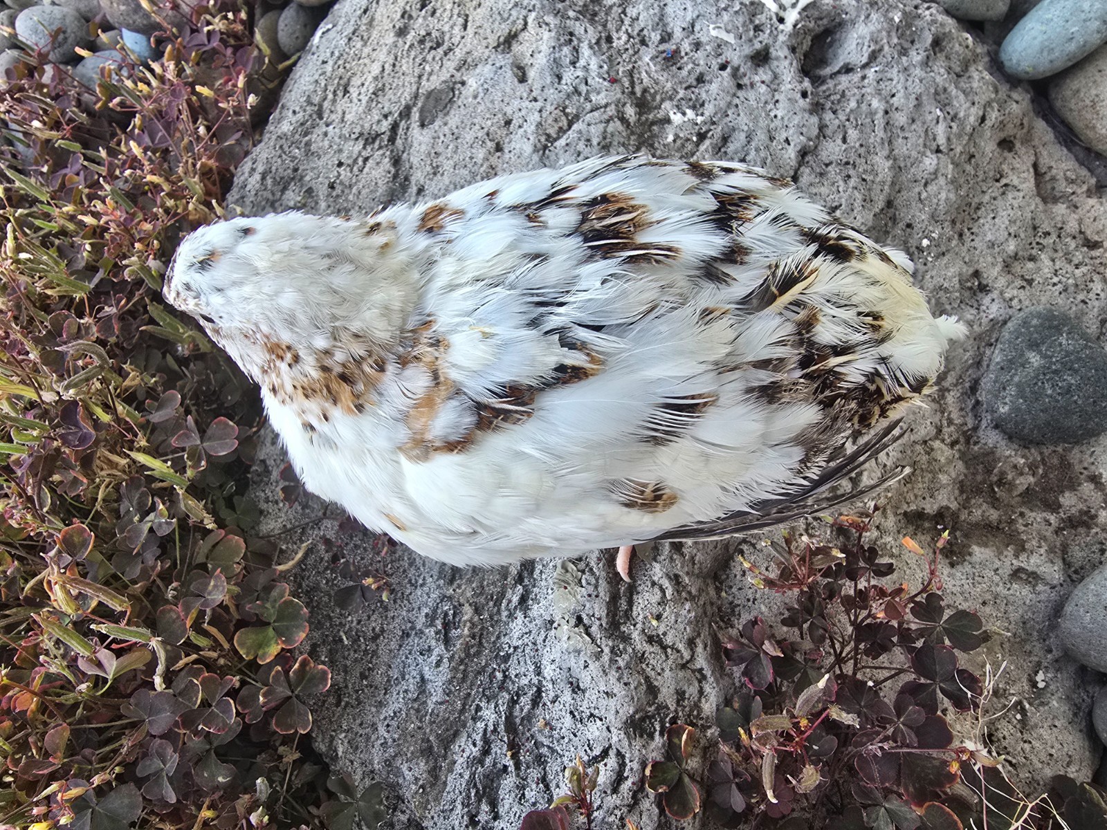 15 Count plus 5 extra, Progressive Pied Coturnix Quail Hatching Eggs
