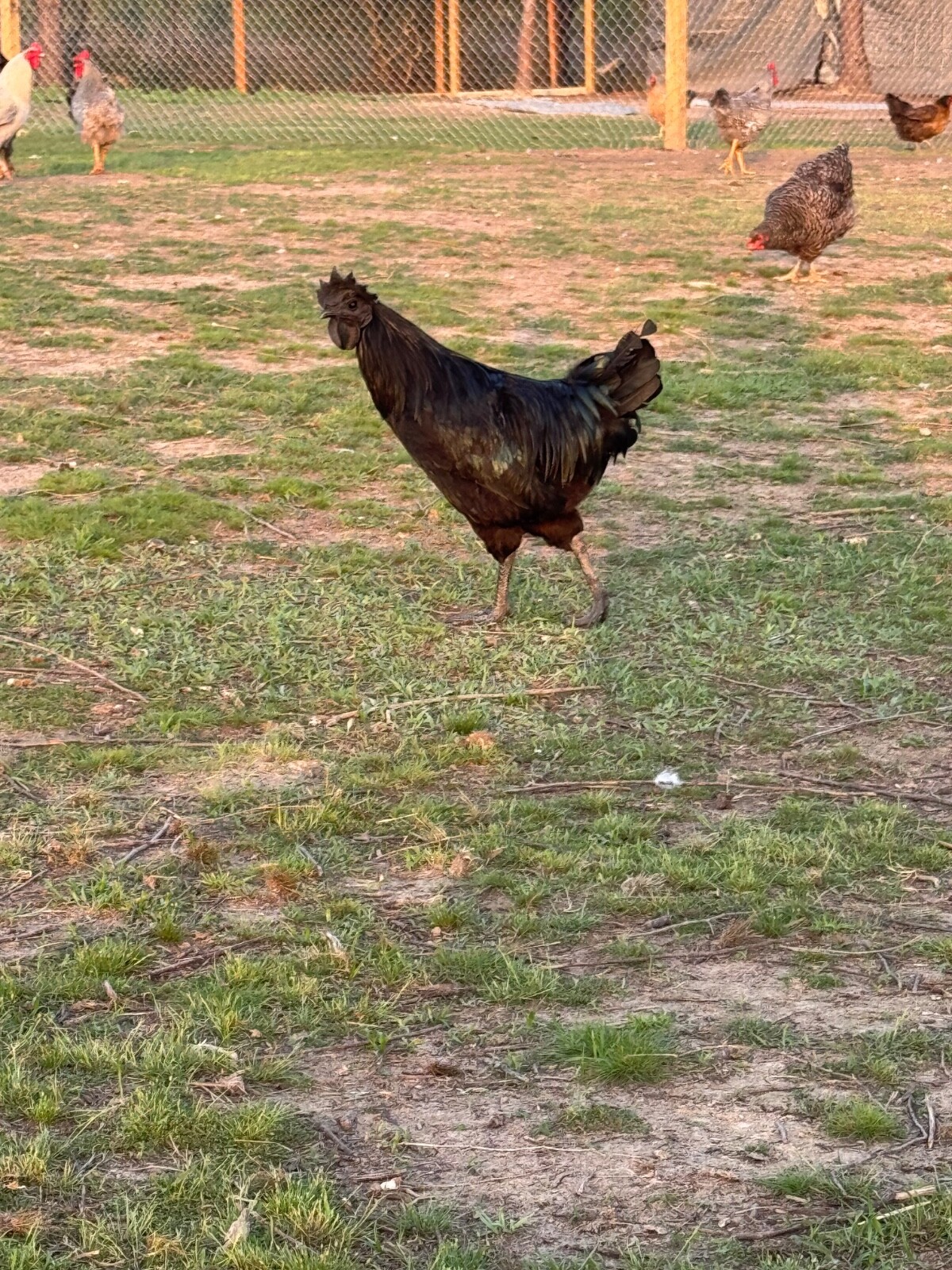 24 Rare Breed Mix Chicken Eggs