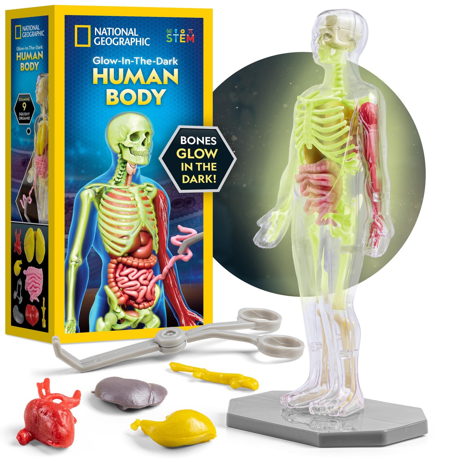 National Geographic Human Body Model for Kids That Glows in The Dark - 32-Pie...