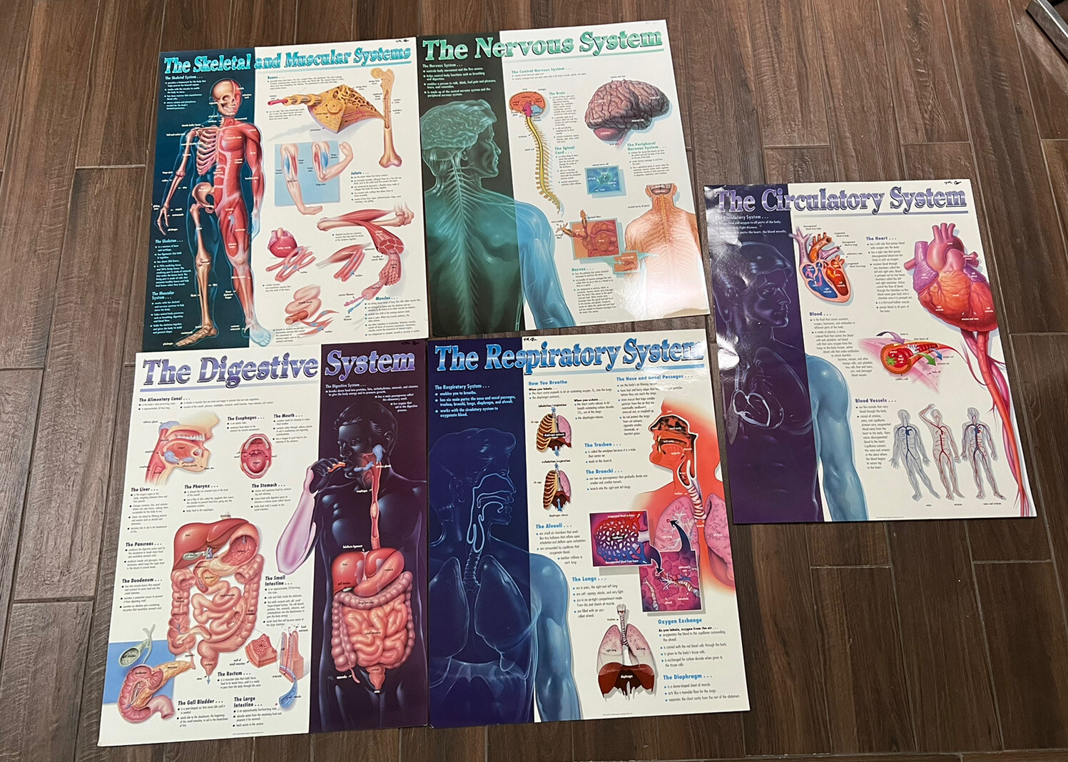 5 Vtg ‘98 Creative Teaching Press  Nervous,Muscular System Posters 22”x 28” RARE
