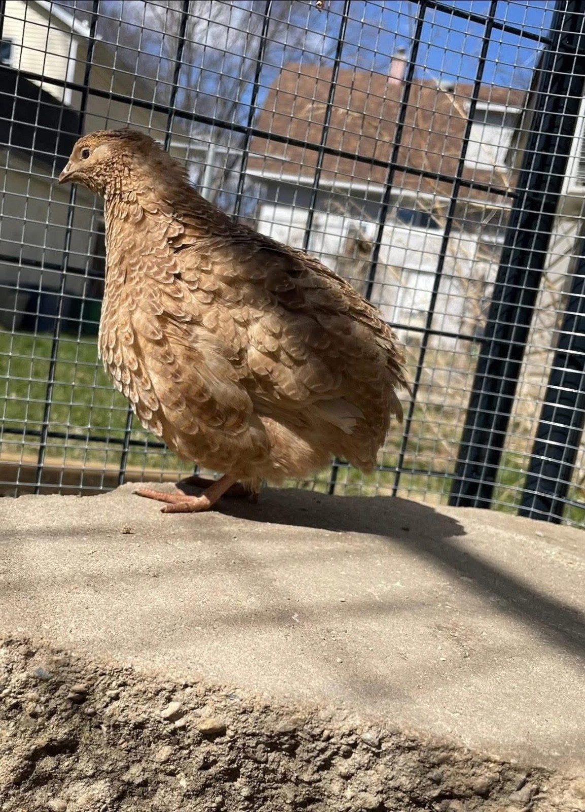 30 Rare JUMBO Celadon hatching eggs NPIP tested