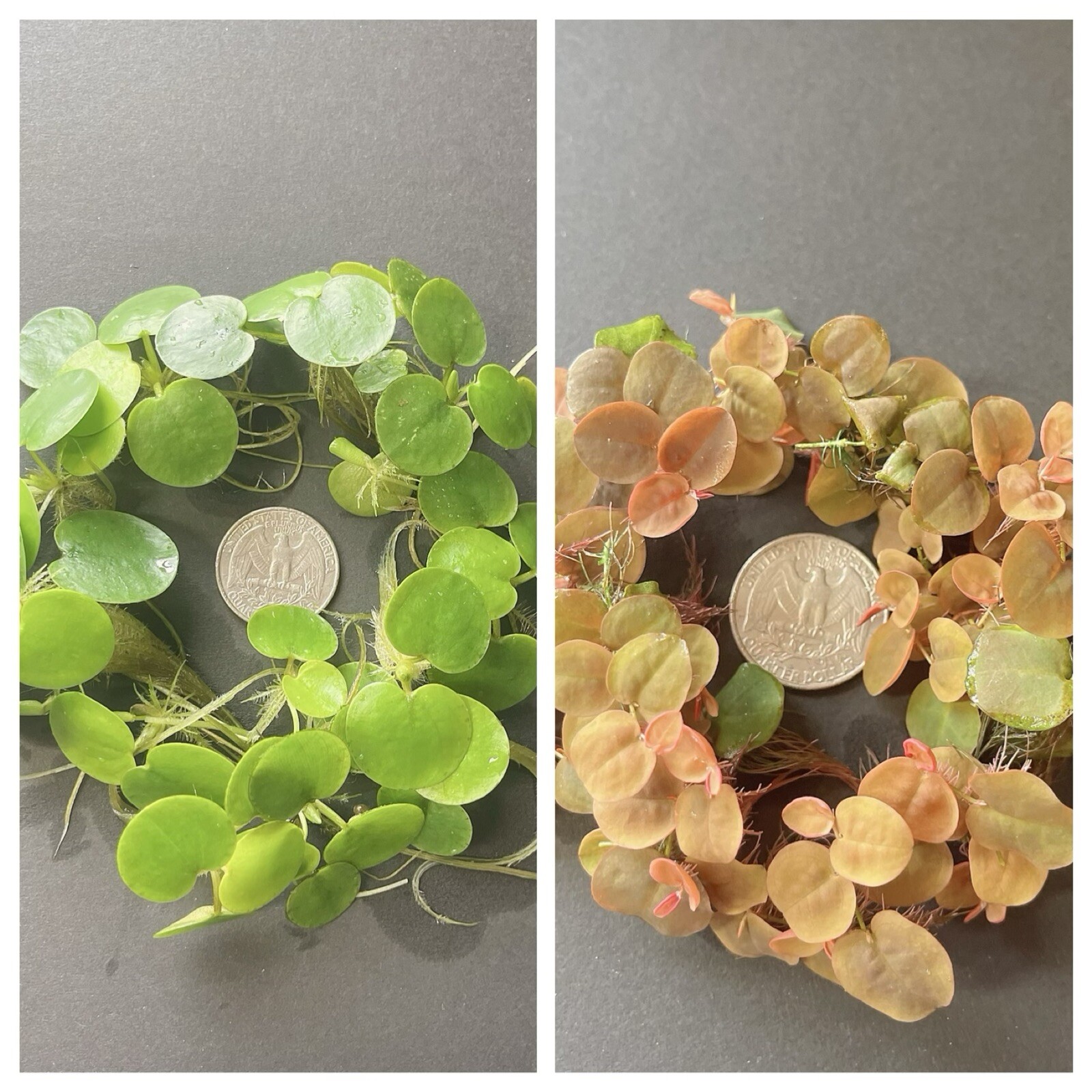 Combo 30+leaves  Red Root & 30+leaves Amazon frogbit.Buy 2 Get 1 Free
