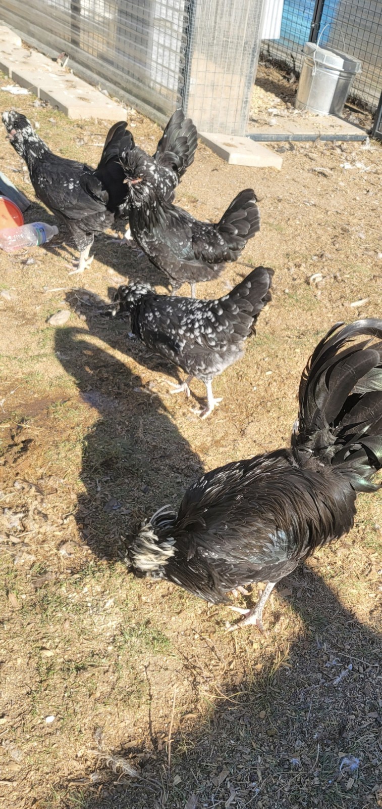 12plus mottled houdan hatching eggs