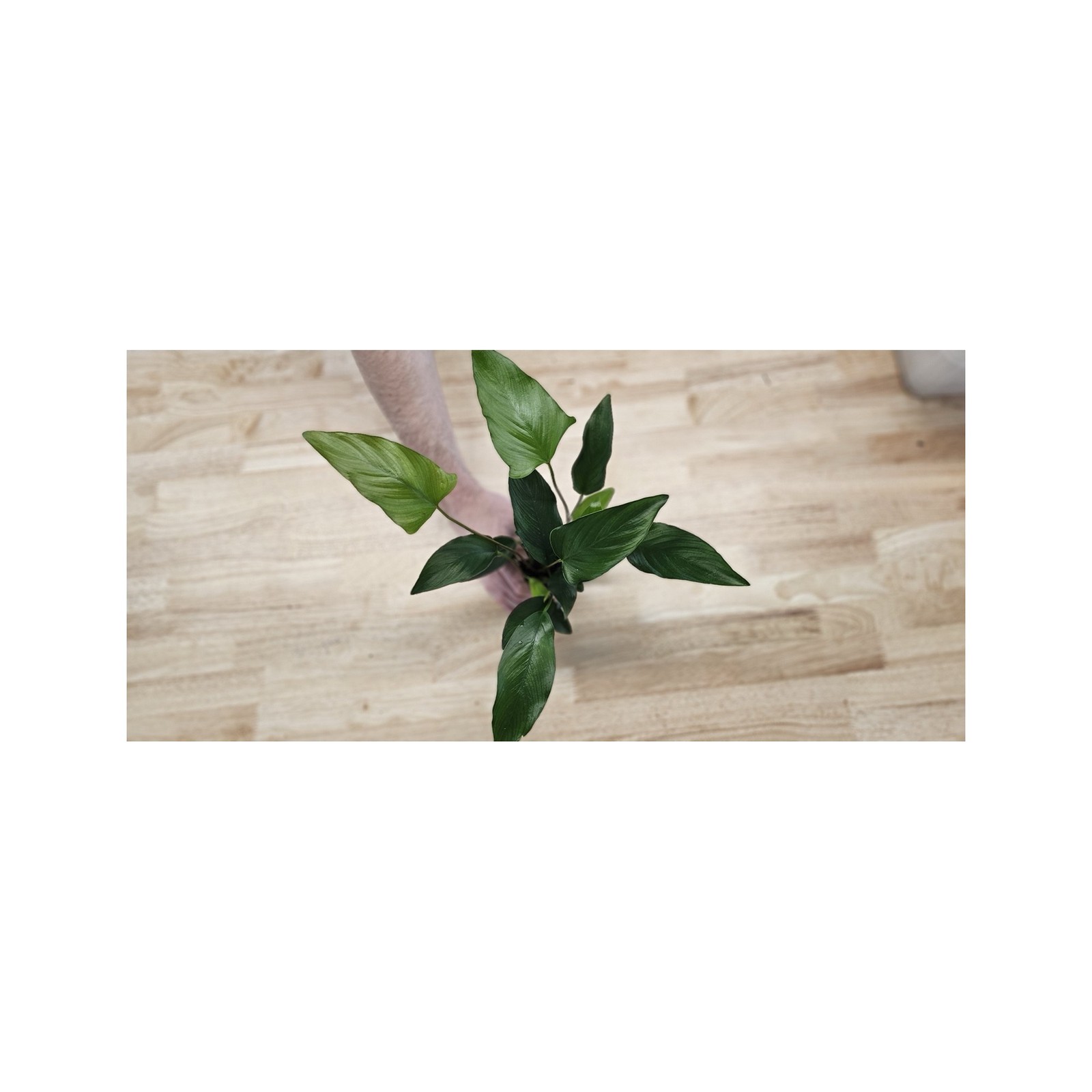 Anubias Starter Bundle (3-Pack) – Medium to Large Live Aquarium Plants