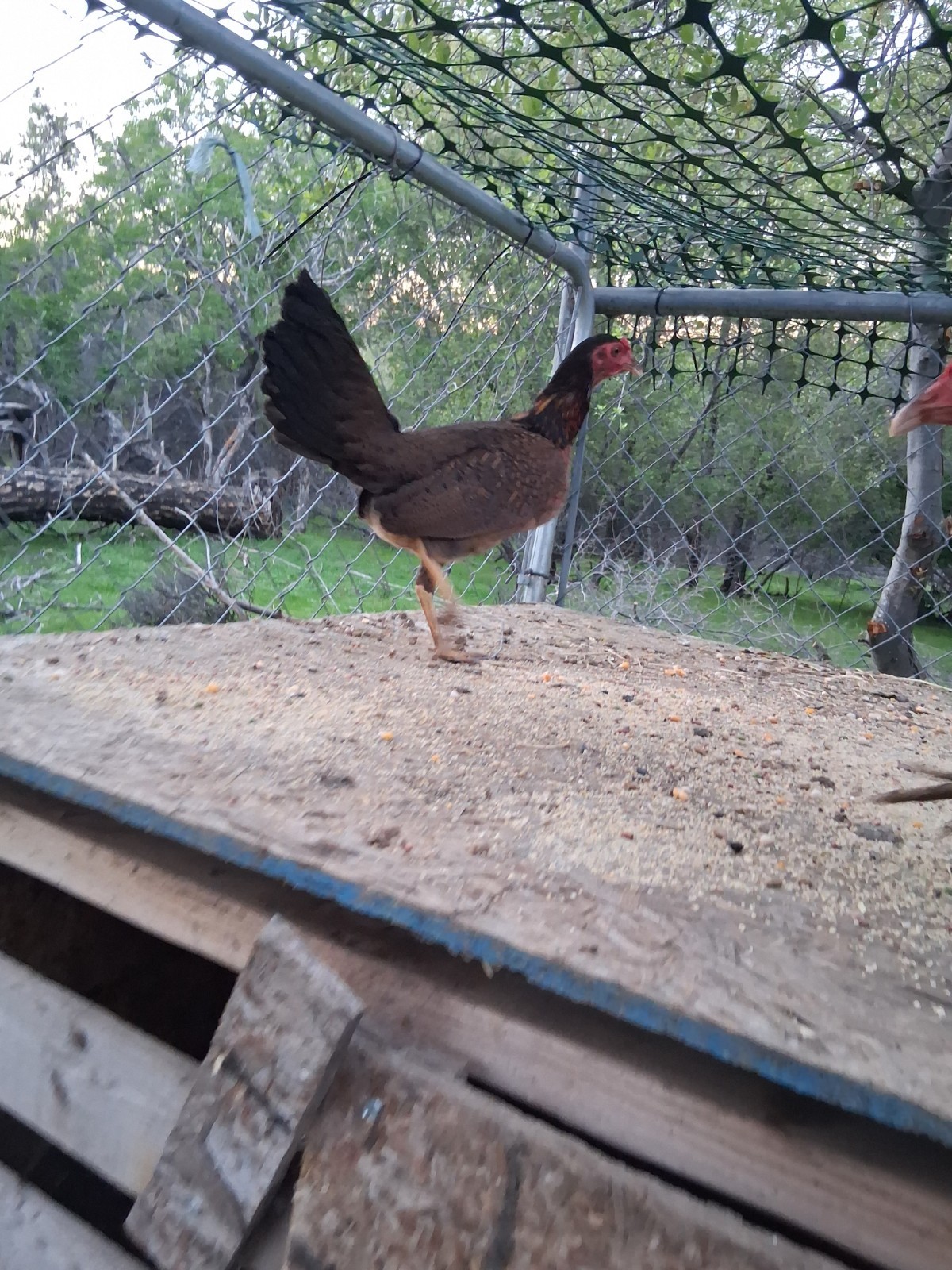7 Hatching Eggs