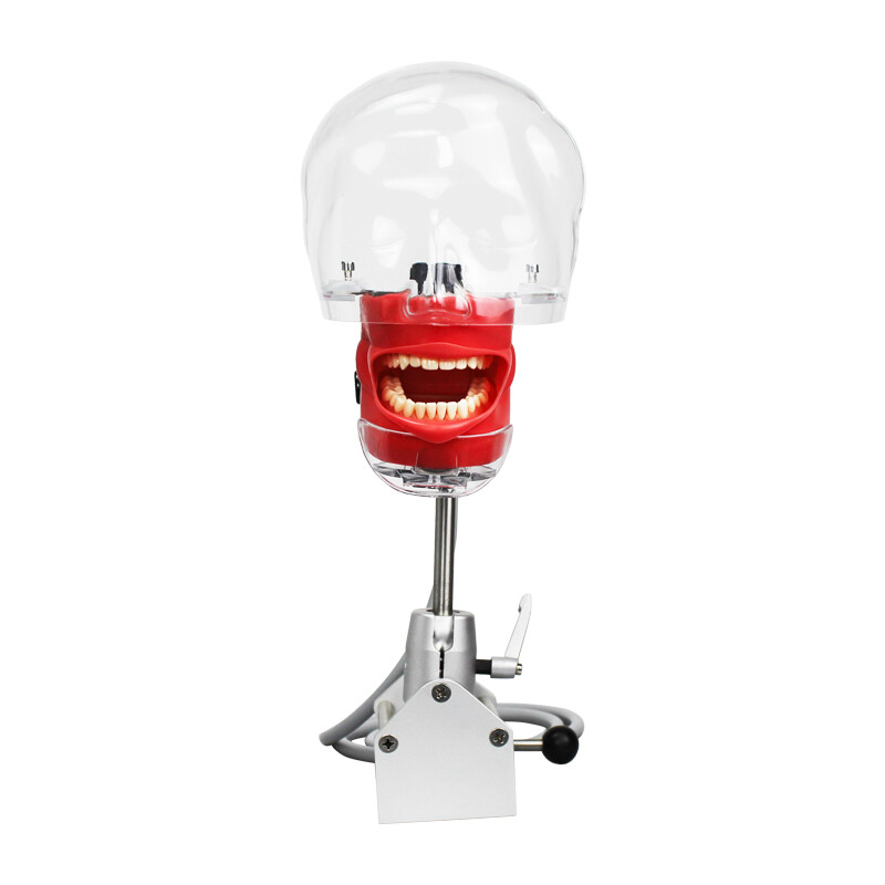Dental Simulator Manikin Phantom Head Model Teeth Model for Training Practice