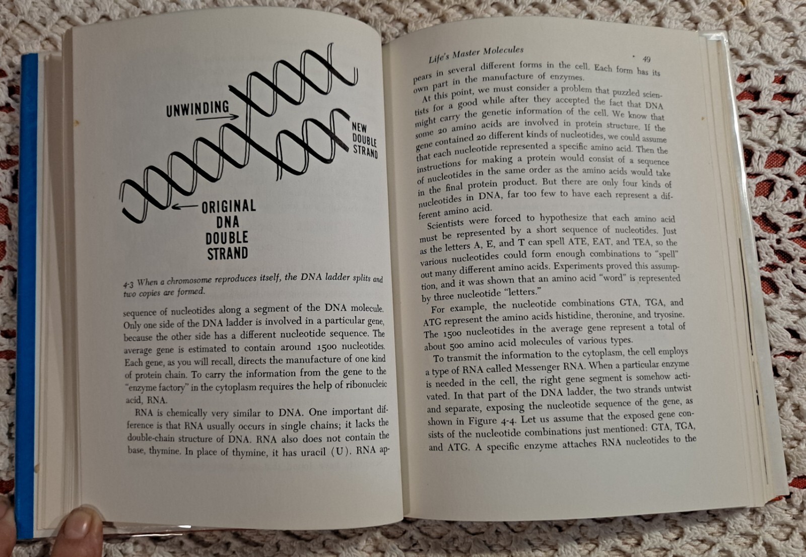 Introducing Modern Science Ser: The Virus Realm by P. Thompson,1968(1st Edition)