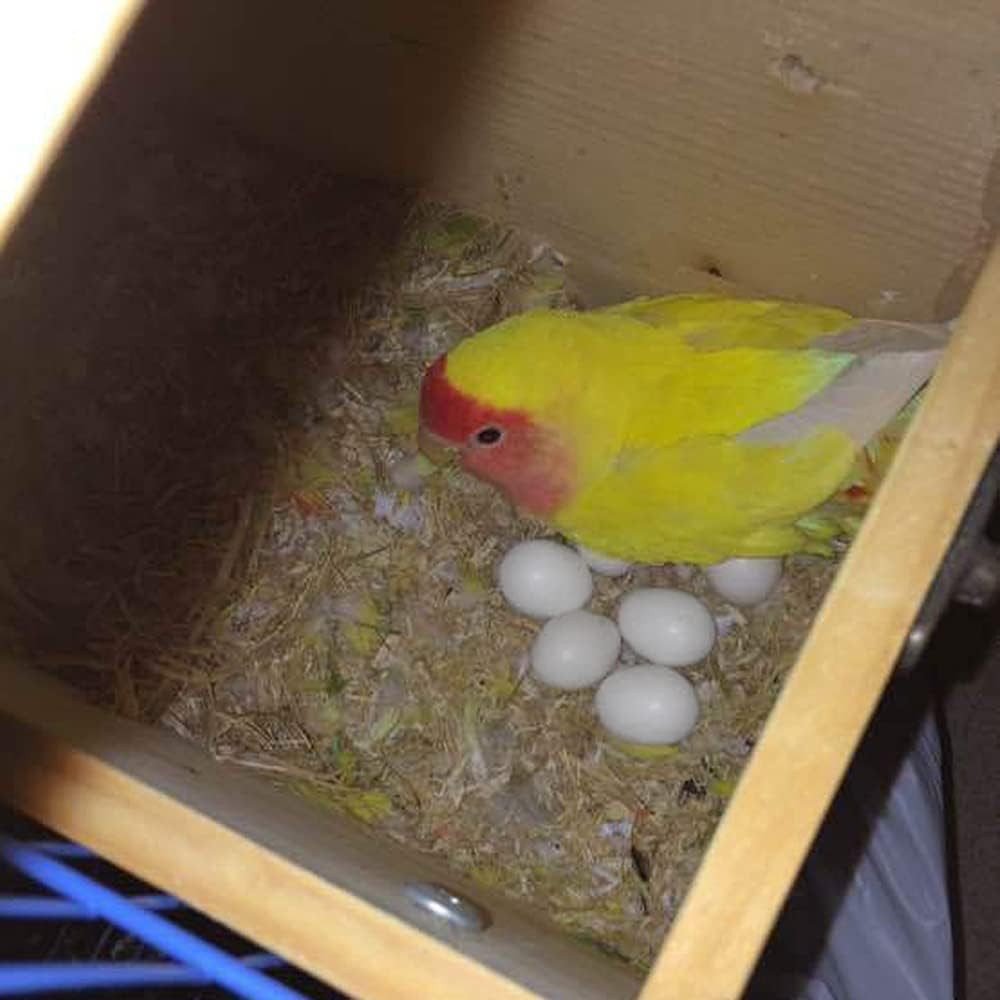 8Pcs Solid Plastic Parrot Fake Eggs, Keeping Them from Laying Anymore Eggs, Suit