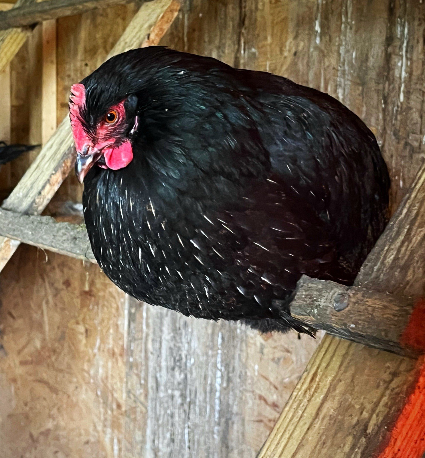 1doz.++ Assorted Species Fertile Hatching Eggs Turkey/chicken/duck